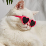Profielfoto