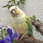 Profielfoto van Mich