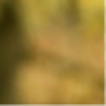 Profielfoto